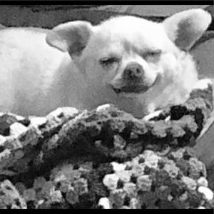 Meet your Posher, Heidi